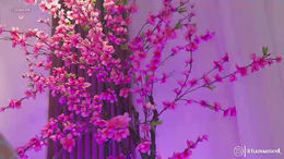 lovely_queens past broadcast snapshot