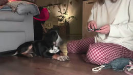 holydori past broadcast snapshot