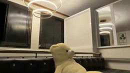 gleiahong past broadcast snapshot