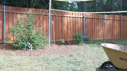 peppermintdusty past broadcast snapshot