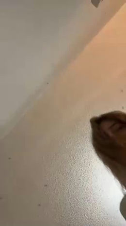emilyhaliday past broadcast snapshot