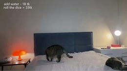 sunlovedamily past broadcast snapshot