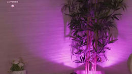 roseferrera past broadcast snapshot