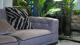 lexira1n past broadcast snapshot