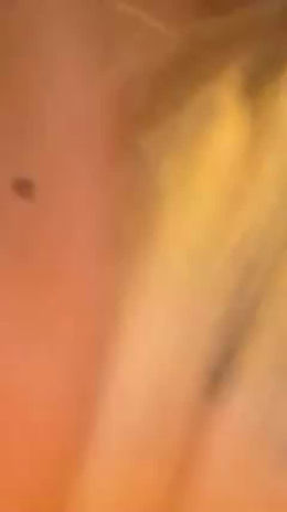 buellernoferris past broadcast snapshot