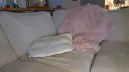 traddani past broadcast snapshot