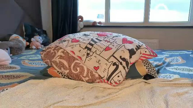 octoberstella live webcam preview